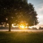 magical summer sunrise