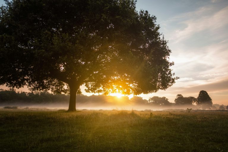 magical summer sunrise