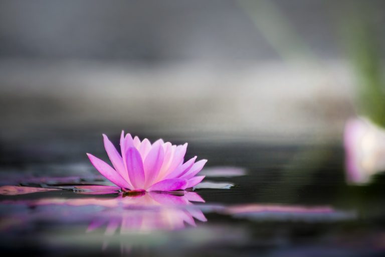 Still lotus flower resting on calm water, representing a gentle pause and nervous system rest